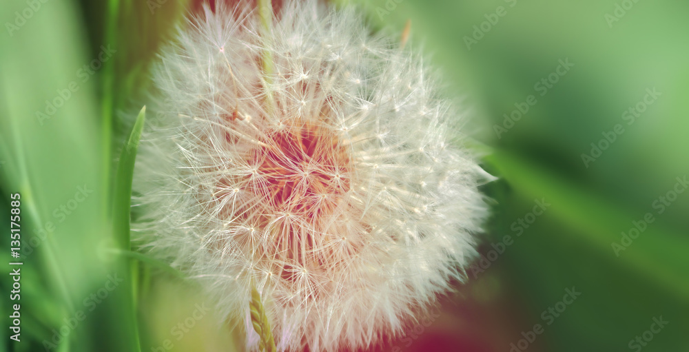 Obraz premium Dandelion close up on natural background. Dandelion flower on summer meadow