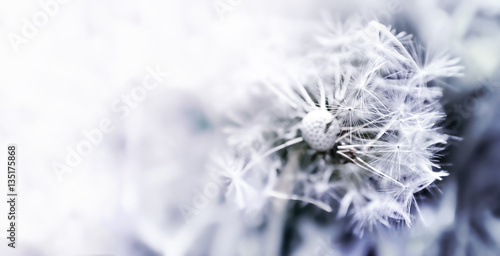 Dandelion close up on natural background. Dandelion flower on summer meadow 