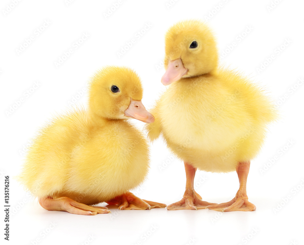 Two yellow ducklings.