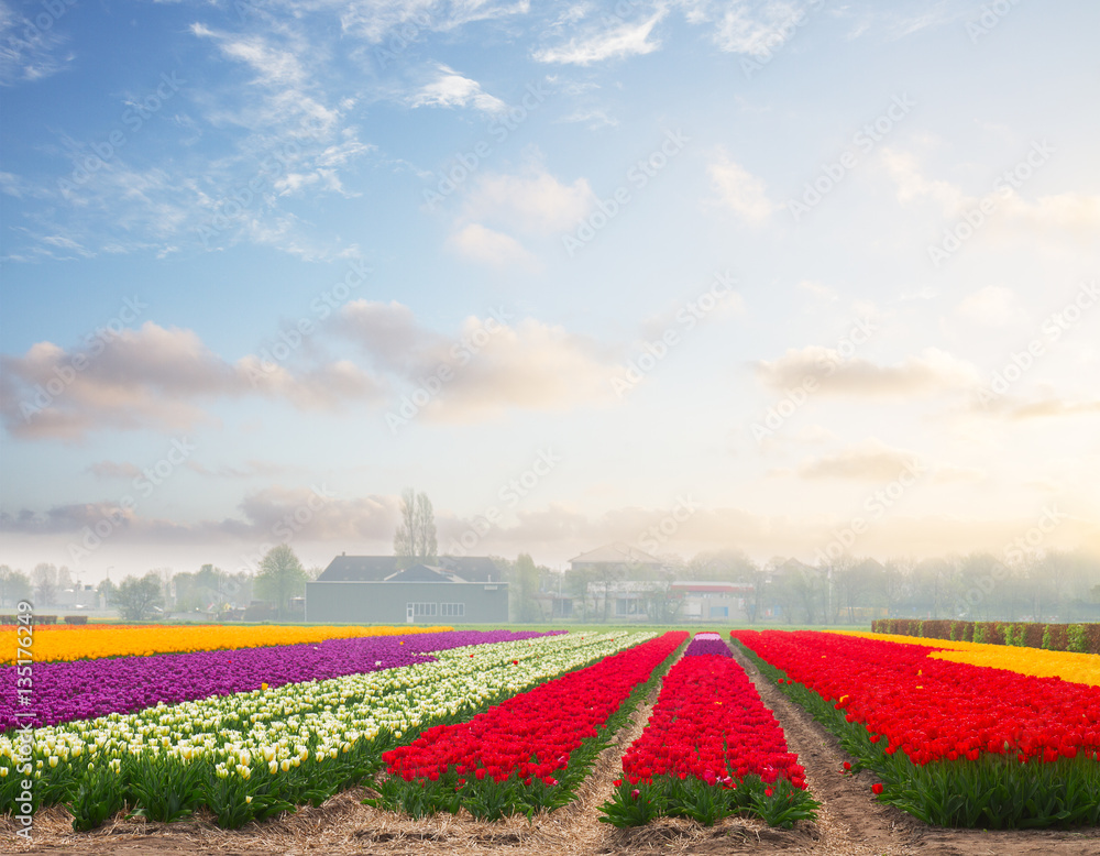 Famouse dutch multicolored tulip field with rows at sunset