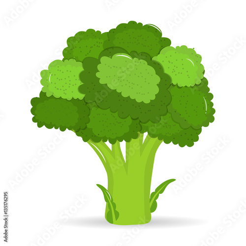 Artistic hand drawn broccoli illustration. Fresh green broccoli, vector illustration