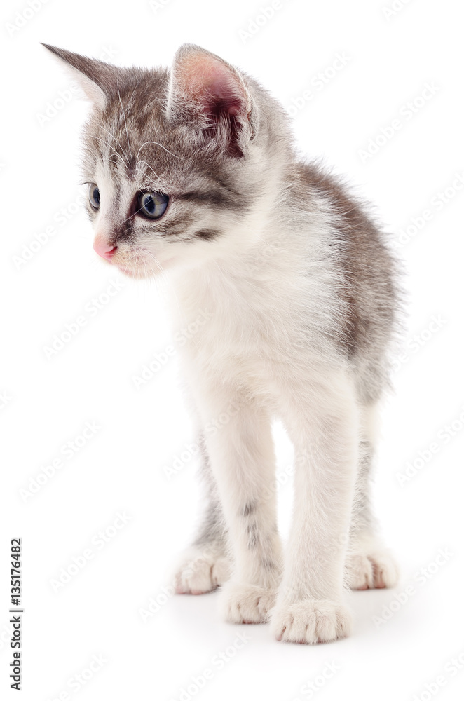 Obraz premium Small gray kitten.