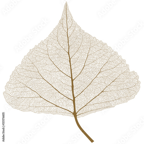 Isolated leaf with ribs, Autumn color