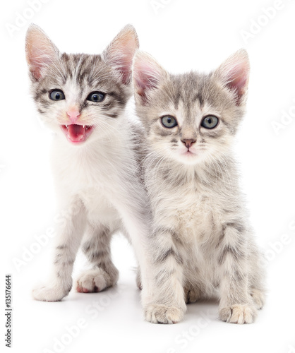 Two small kittens. © olhastock