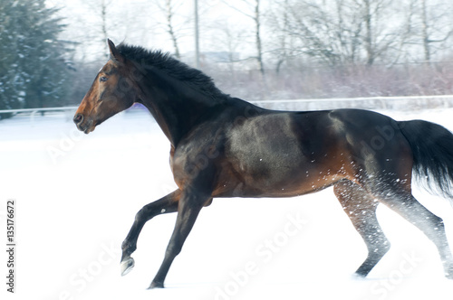 Horse bay color running on white snowy fiel photo