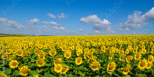 Fototapeta Naklejka Na Ścianę i Meble -  field of blooming sunflowers