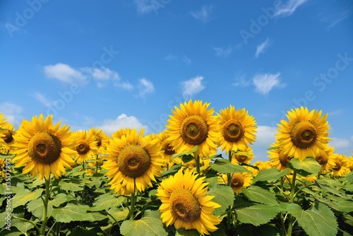 Fototapeta Naklejka Na Ścianę i Meble -  明野のひまわり
