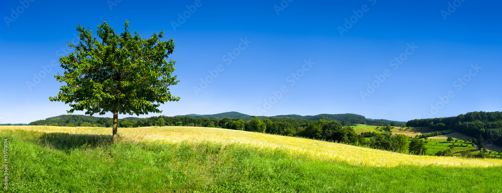 Fototapeta Krajobraz z zieloną łąką i drzewem przed niebieskim niebem