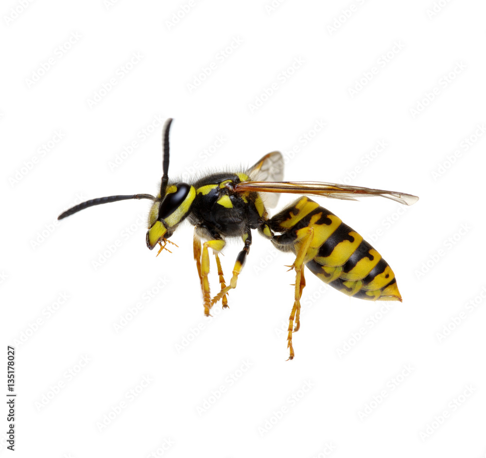 wasp isolated on white StockFoto Adobe Stock