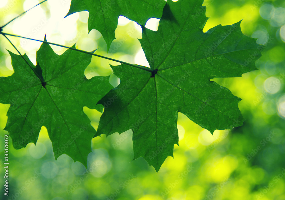 Green leaves on the green Green leaves on the green