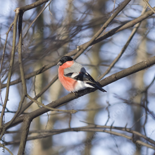 Red-colored Male of Eurasian Bullfinch, Pyrrhula pyrrhula, close-up portrait on branch with bokeh background, selective focus, shallow DOF