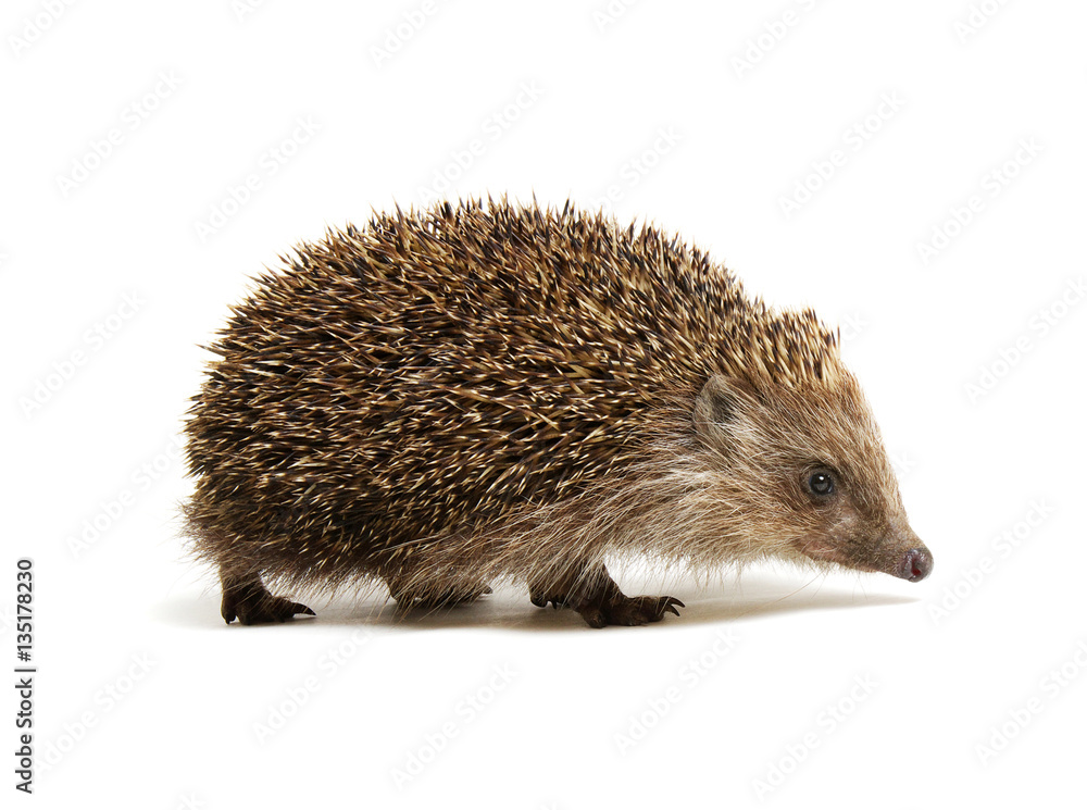 Hedgehog isolated on white Hedgehog isolated on white