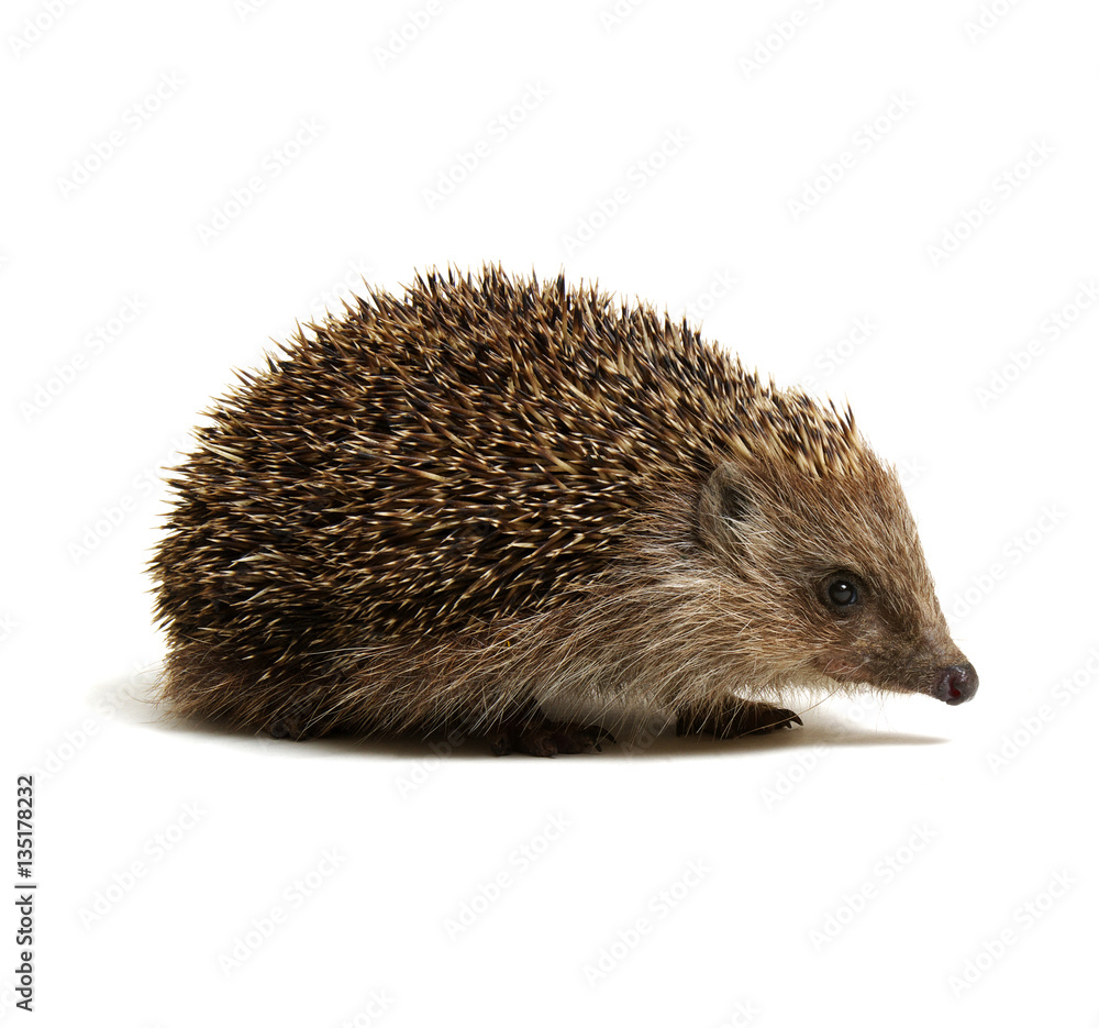 Obraz premium Hedgehog isolated on white