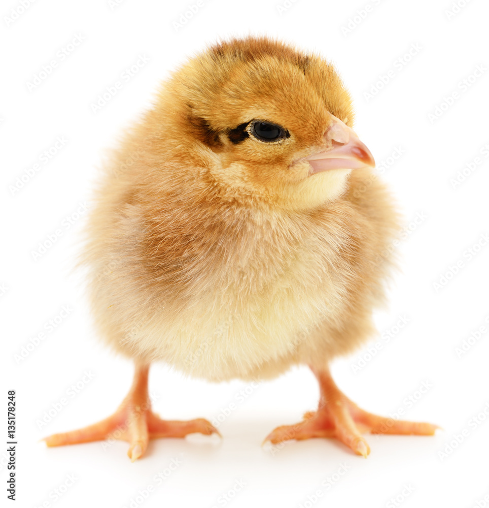 Obraz premium Small yellow chicken.
