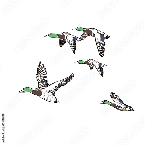 Vászonkép ducks vector illustration