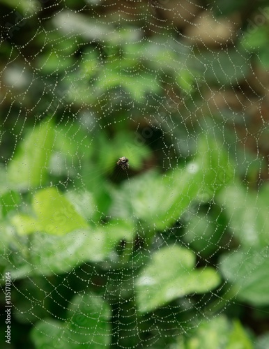 Spider and it's web covered in morning dew with a green foliage background.