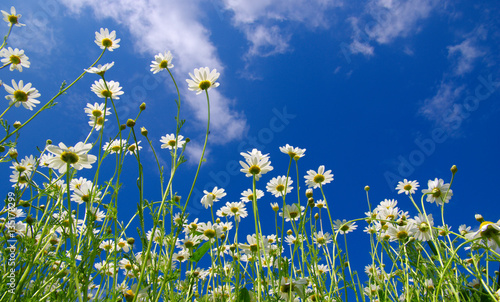 White camomiles on blue sky