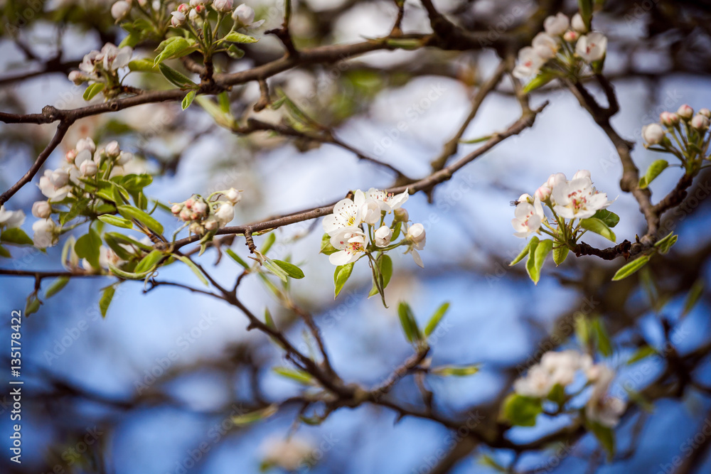 Spring in an orchard,beautiful blooming apple trees in spring park, cherry orchard, apple branch in bloom Spring in an orchard,beautiful blooming apple trees in spring park, cherry orchard, apple branch in bloom