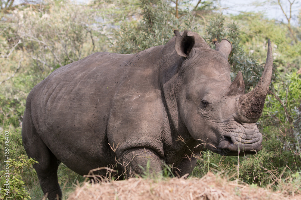 Rhinoceros - Lake Nakuru National Park, Kenya Rhinoceros - Lake Nakuru National Park, Kenya