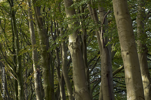 Lane with beech trees in fall  Maatschappij van Weldadigheid Frederiksoord Drenthe Netherlands photo