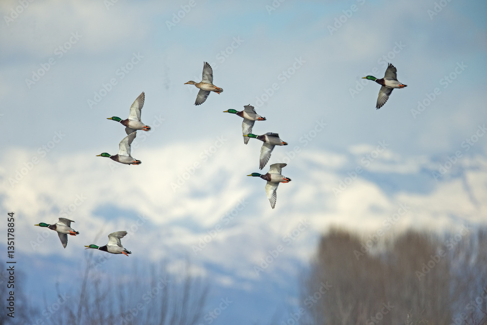 Obraz premium mallard ducks flying