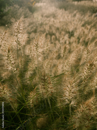 Beautiful pampas grass on a natural background