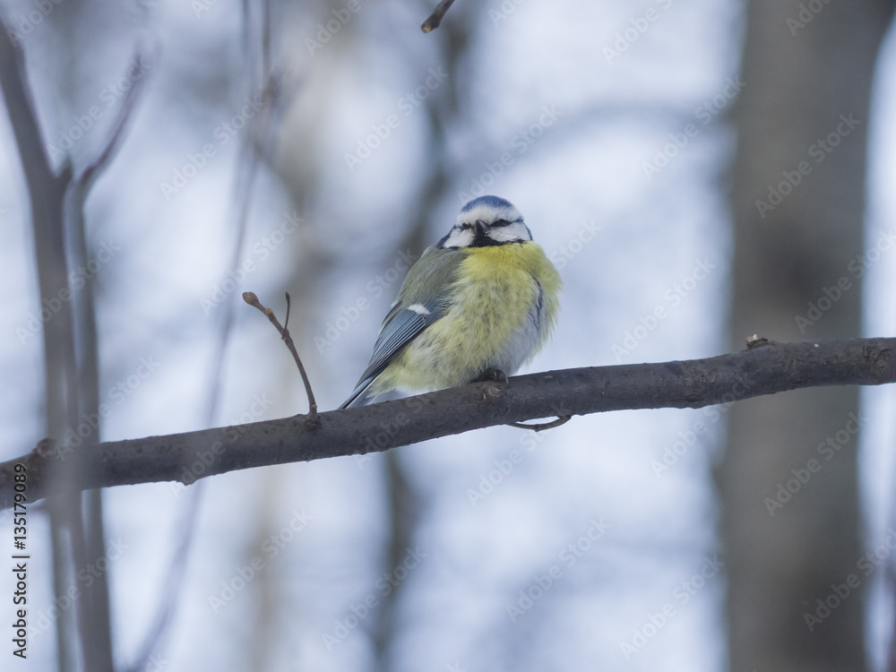 Eurasian blue tit, Cyanistes caeruleus, sitting in branches, closeup portrait, selective focus, shallow DOF Eurasian blue tit, Cyanistes caeruleus, sitting in branches, closeup portrait, selective focus, shallow DOF