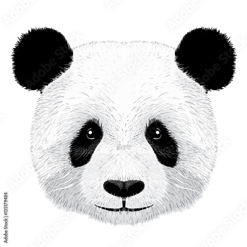 panda vector illustration