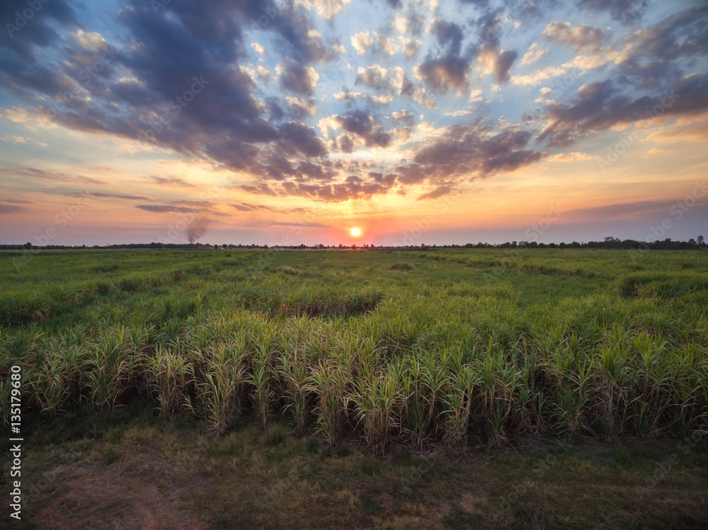 view from drone Sugar cane field with sunset sky nature landscap
