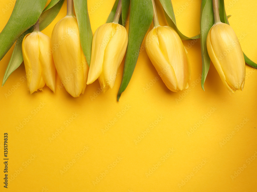 Spring time, yellow tulips Spring time, yellow tulips