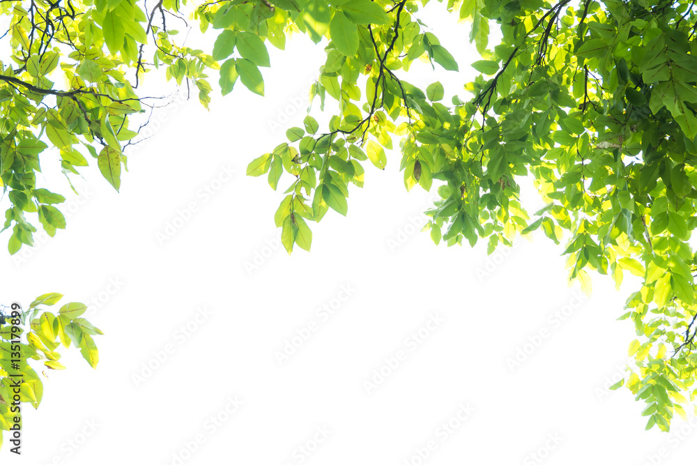 Beautiful Green leaves on white background Beautiful Green leaves on white background