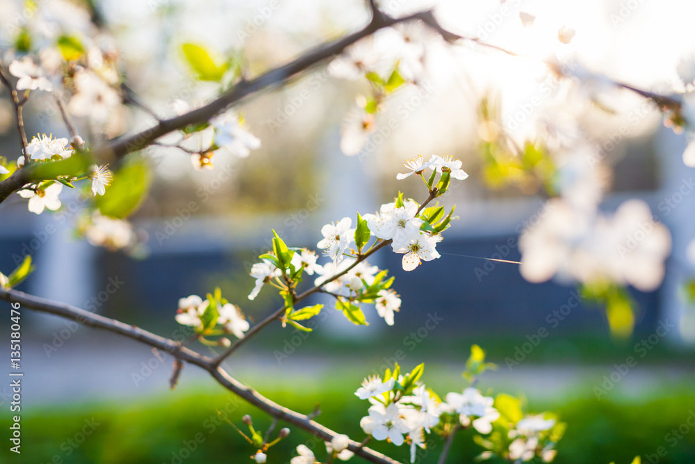 Spring in an orchard,beautiful blooming apple trees in spring park, cherry orchard, apple branch in bloom.Springtime. Blooming cherry branch and shovel.flower on the tree, flowering tree Spring in an orchard,beautiful blooming apple trees in spring park, cherry orchard, apple branch in bloom.Springtime. Blooming cherry branch and shovel.flower on the tree, flowering tree