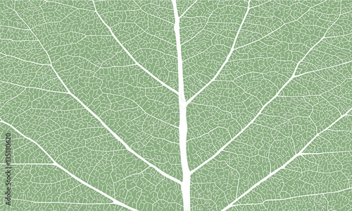 Leaf with rib, close up
