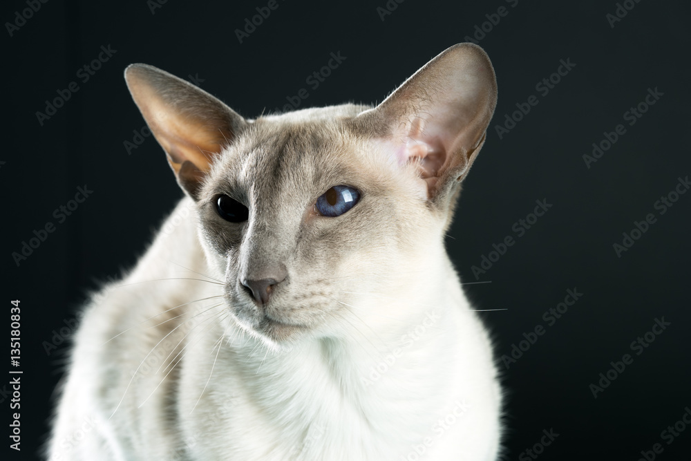 Oriental siamese cat blue eyes sitting, black background Oriental siamese cat blue eyes sitting, black background