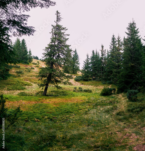 Lonely fir tree in a forest glade.