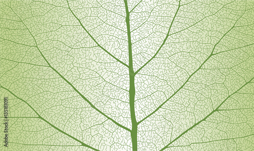 Leaf with rib, close up