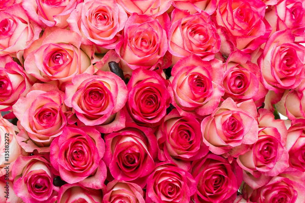 floral background of pink roses floral background of pink roses