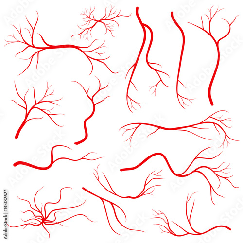 Human eye veins, vessel, blood arteries isolated on white vector set
