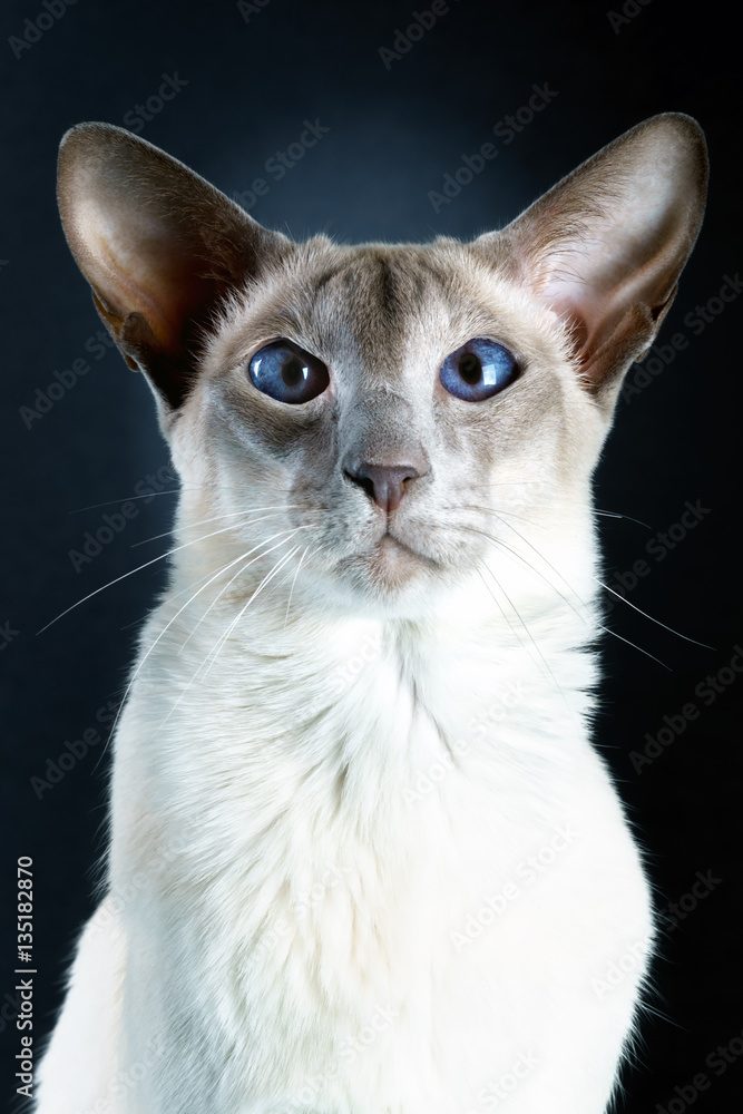 gorgeous oriental siamese cat blue eyes black background