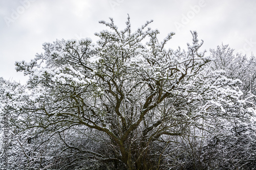 Snow on tree brunches in UK, Milton Keynes - winter abstract background 6