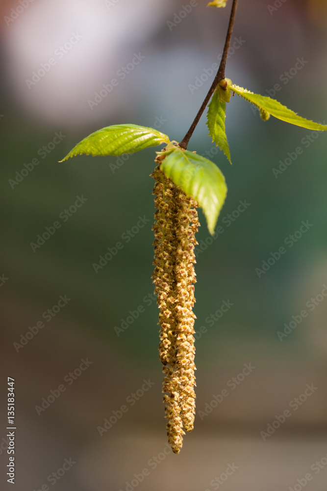 Fototapeta premium Beautiful birch tree in natural habitat