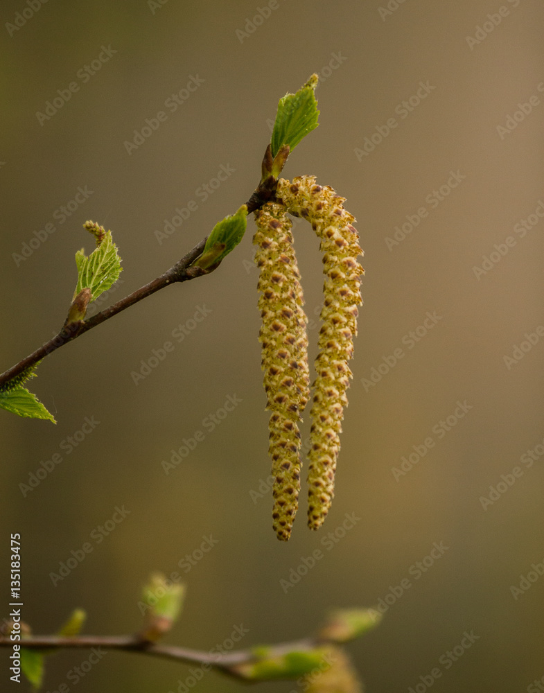 Obraz premium Beautiful birch tree in natural habitat