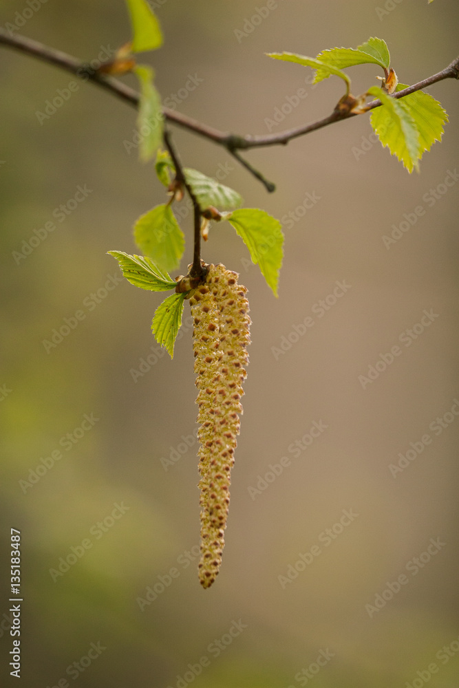 Beautiful birch tree in natural habitat Beautiful birch tree in natural habitat