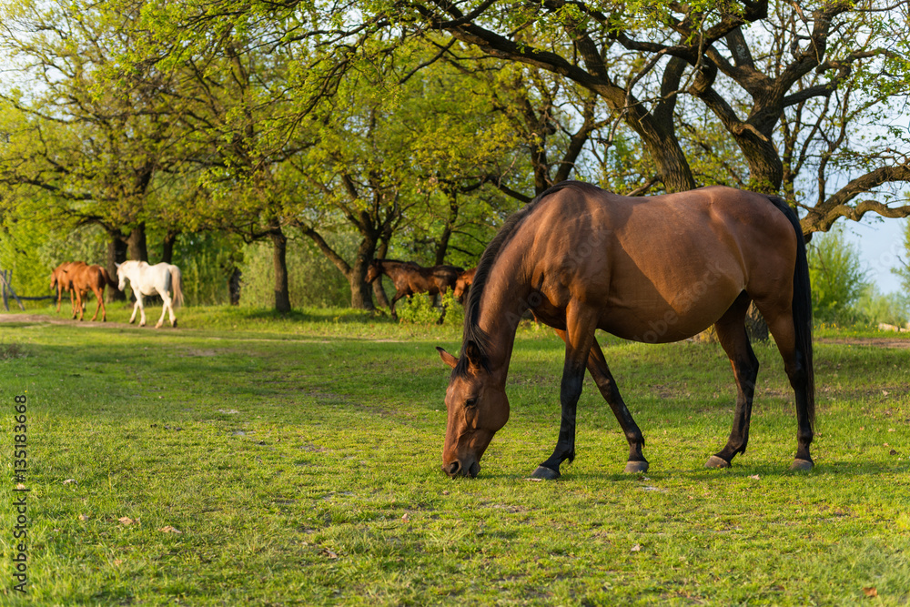 Obraz premium Grazing horses
