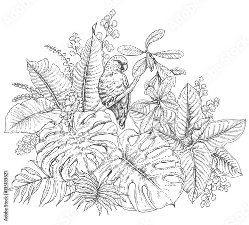 Tropical Plants  and  Sitting Parrot
