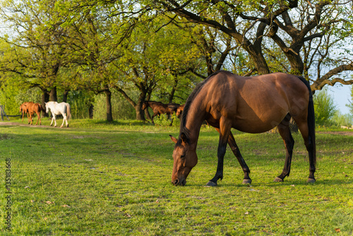 Fototapeta Naklejka Na Ścianę i Meble -  Grazing horses