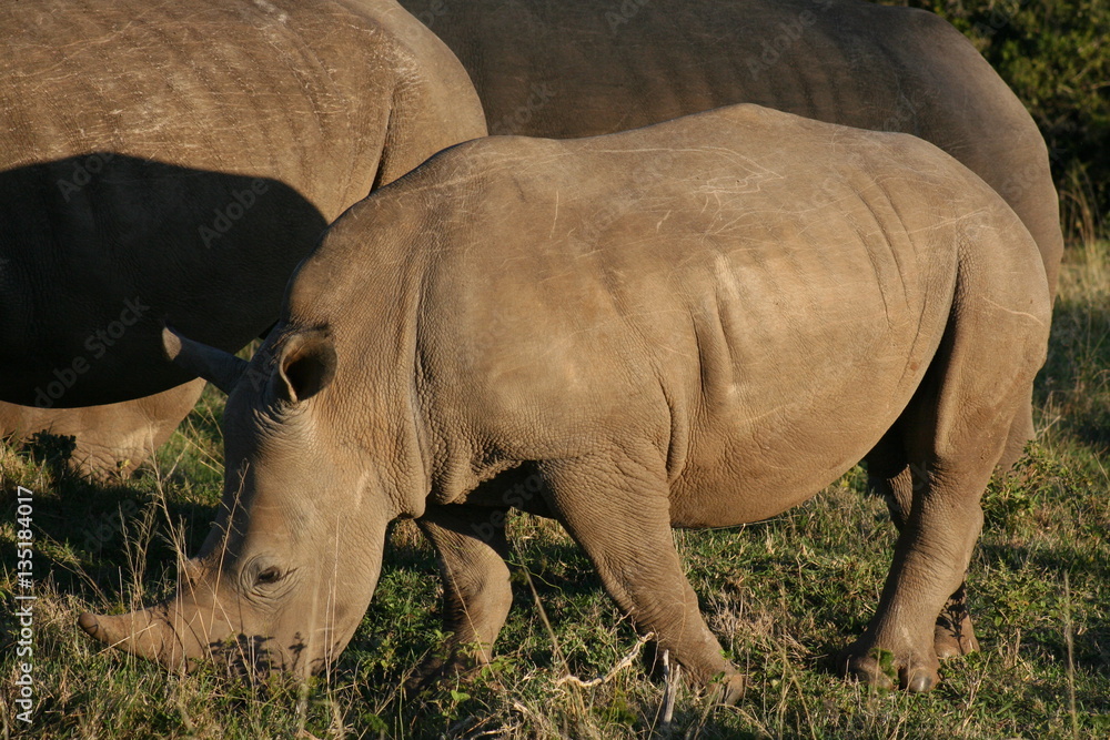 Obraz premium Rhinos in African landscape