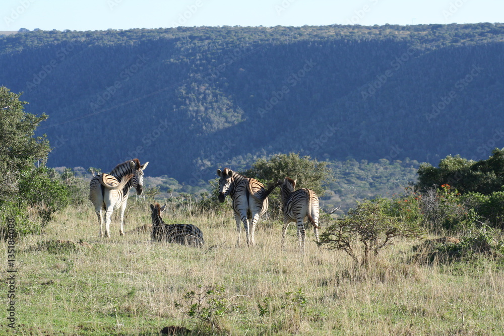 Zebras in African landscape Zebras in African landscape