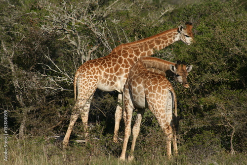 Giraffes in African landscape