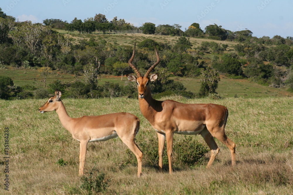 Kudu and deer in African landscape Kudu and deer in African landscape